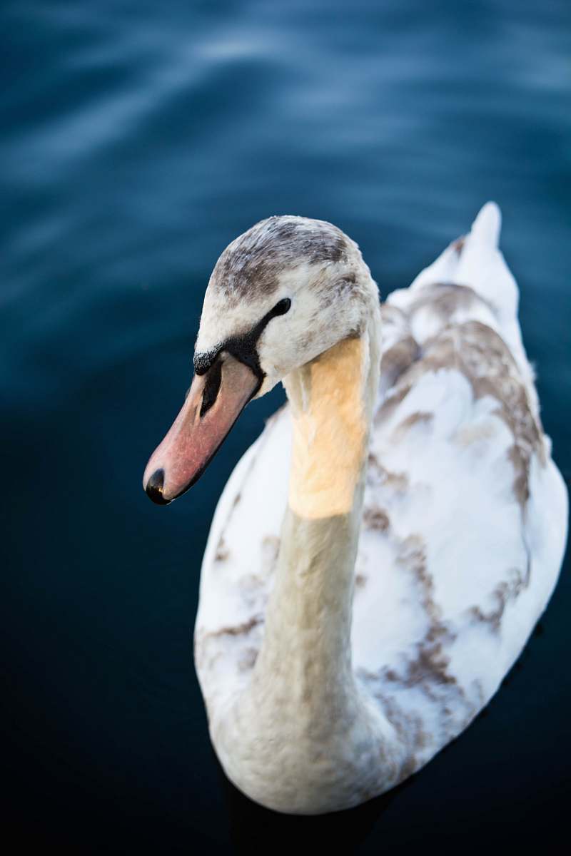bird white and black swan on body of water water