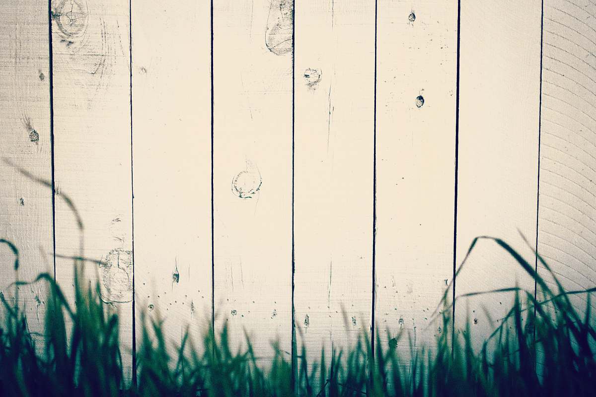 grass green grass near beige wall wood