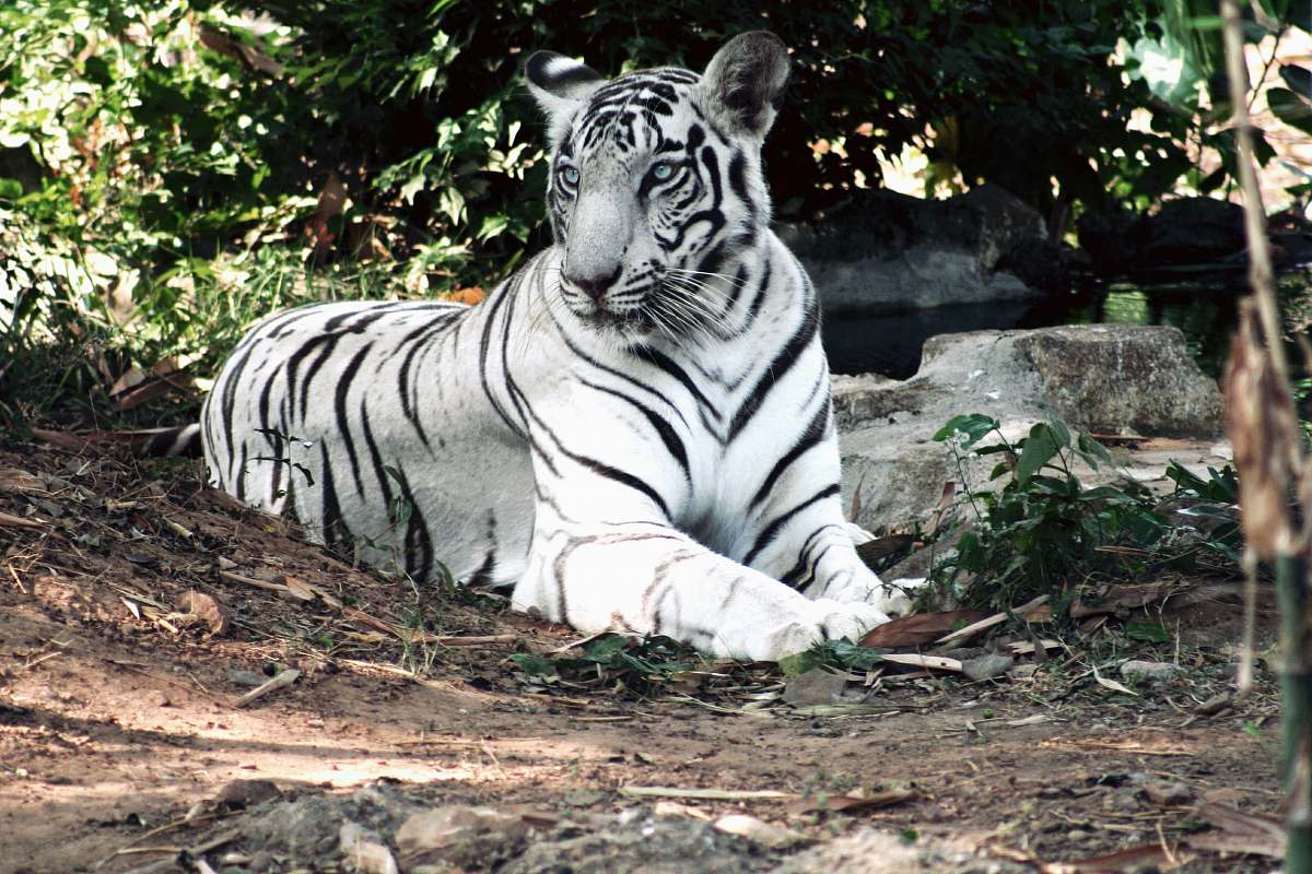 animal albino bengal tiger lying on ground near green plant wildlife