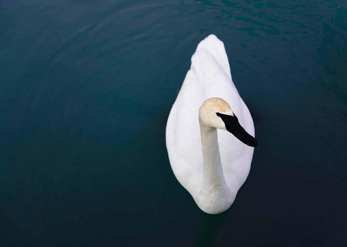 canada white swan floating on water penguin