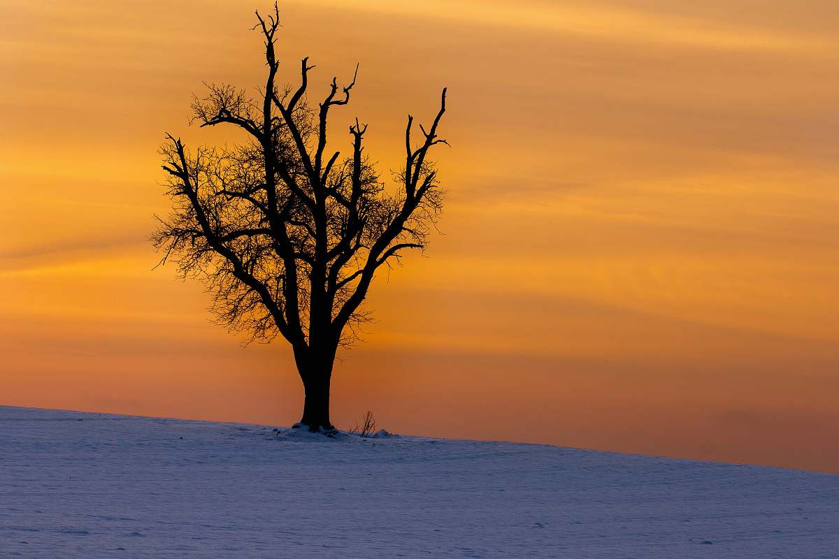 plant bare tree switzerland