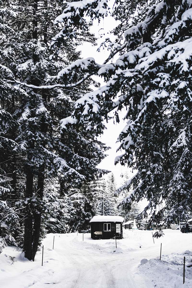 plant black house surrounded by snow during daytime abies