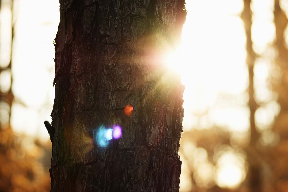 atlanta close up photo of tree bark during golden hour united states