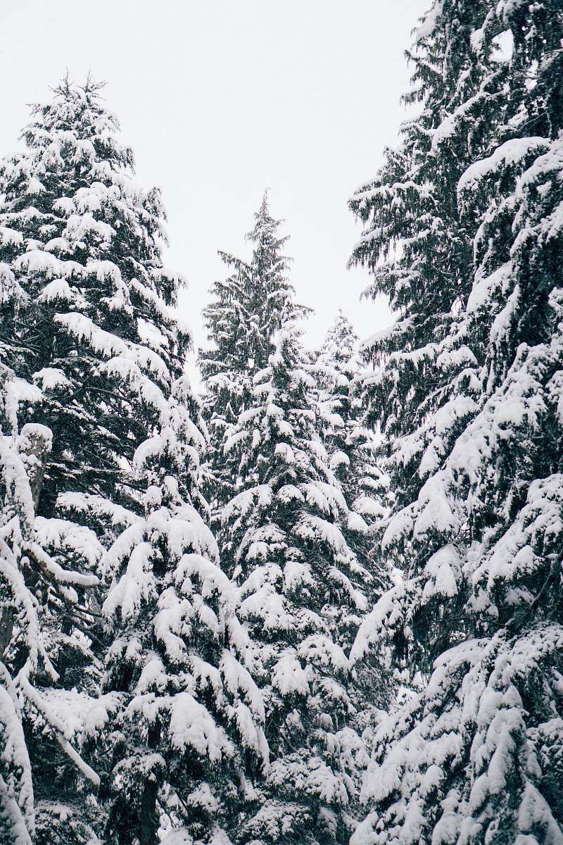 spruce close up photography of pine trees covered with snow plant