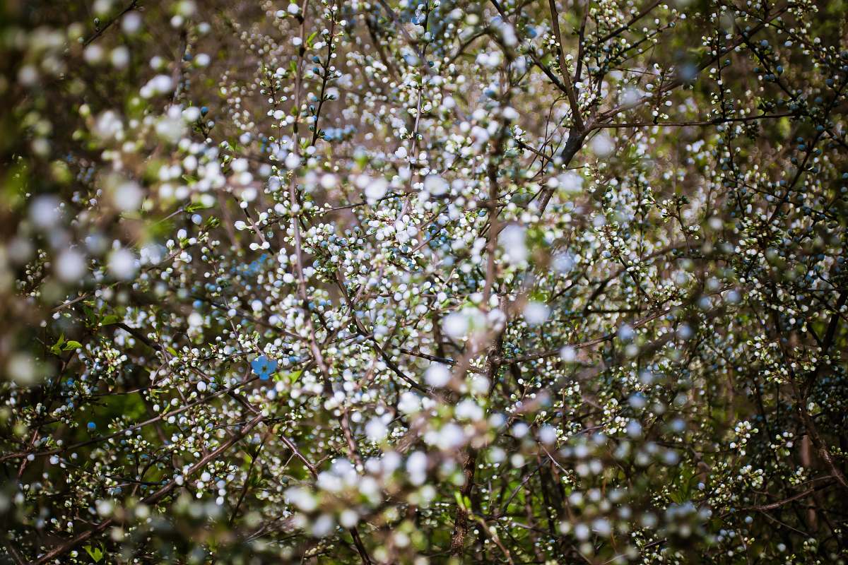blossom close-up photography of white flower tree branch