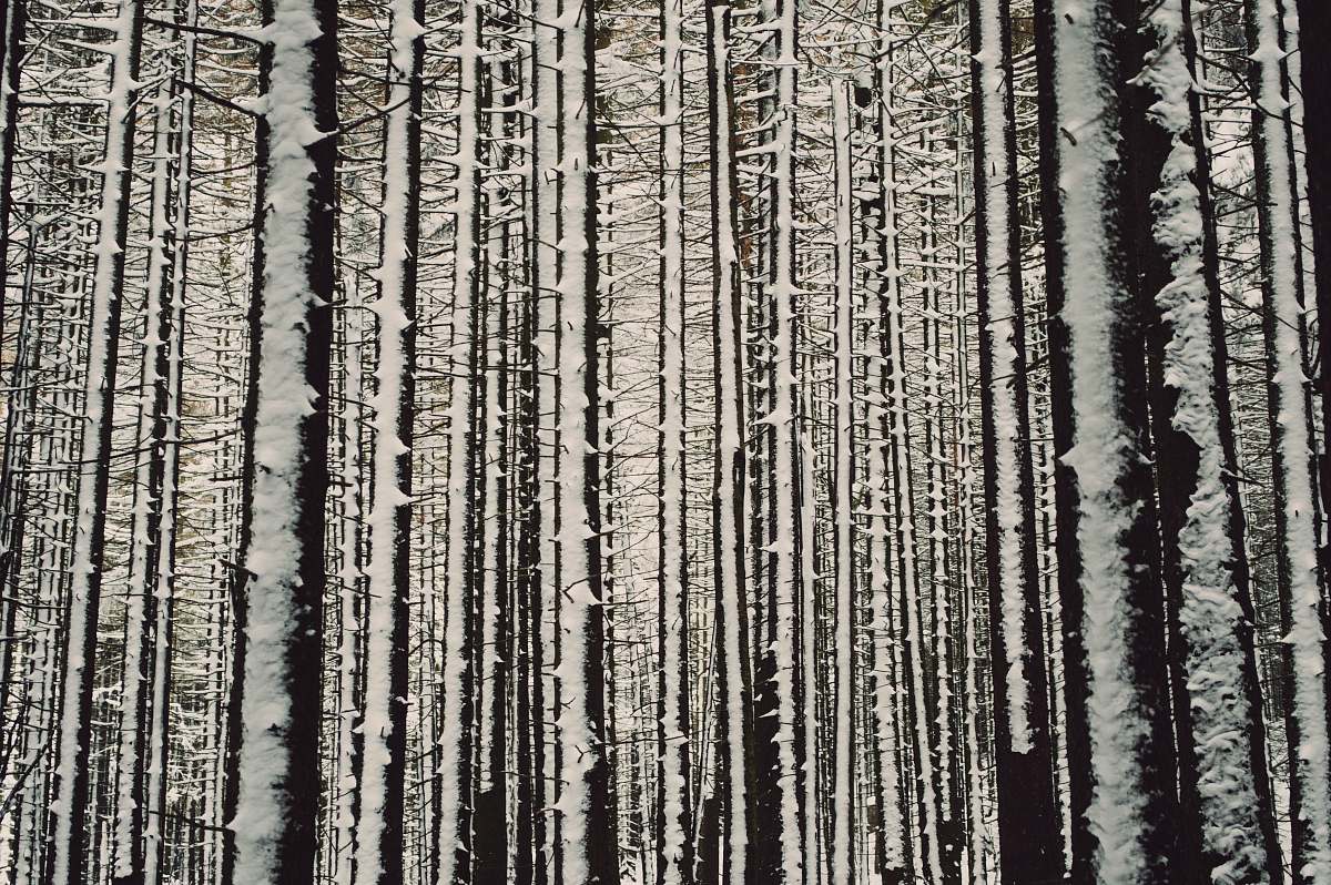 harz gray tall trees germany