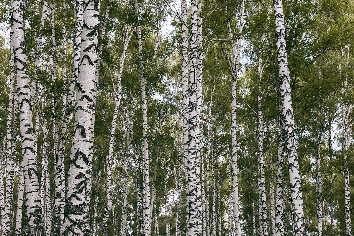 plant green leaf tree field during daytime birch