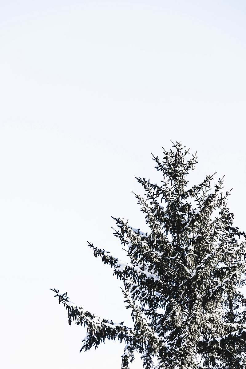 plant green-leafed tree abies