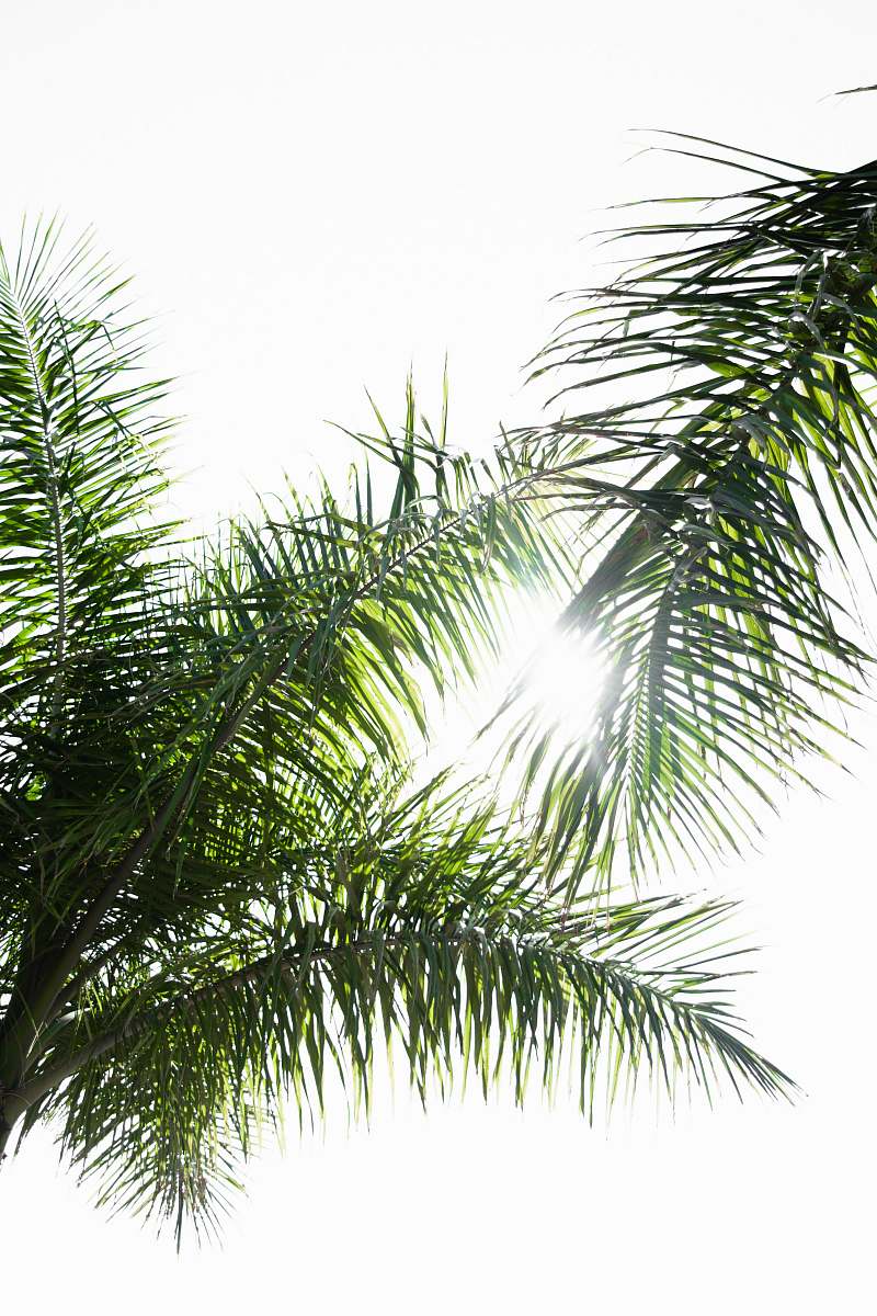 plant green palm tree palm tree