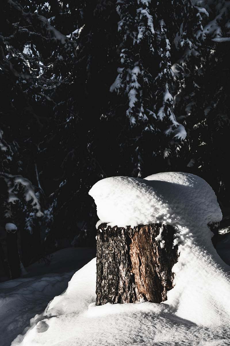 plant green pine tree covered of ice switzerland