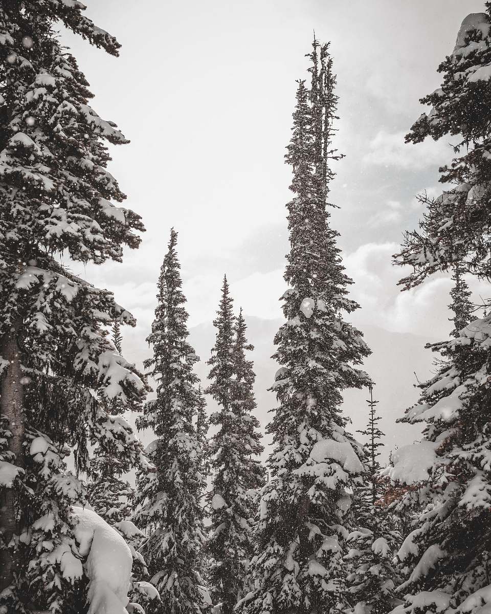 plant green pine trees abies