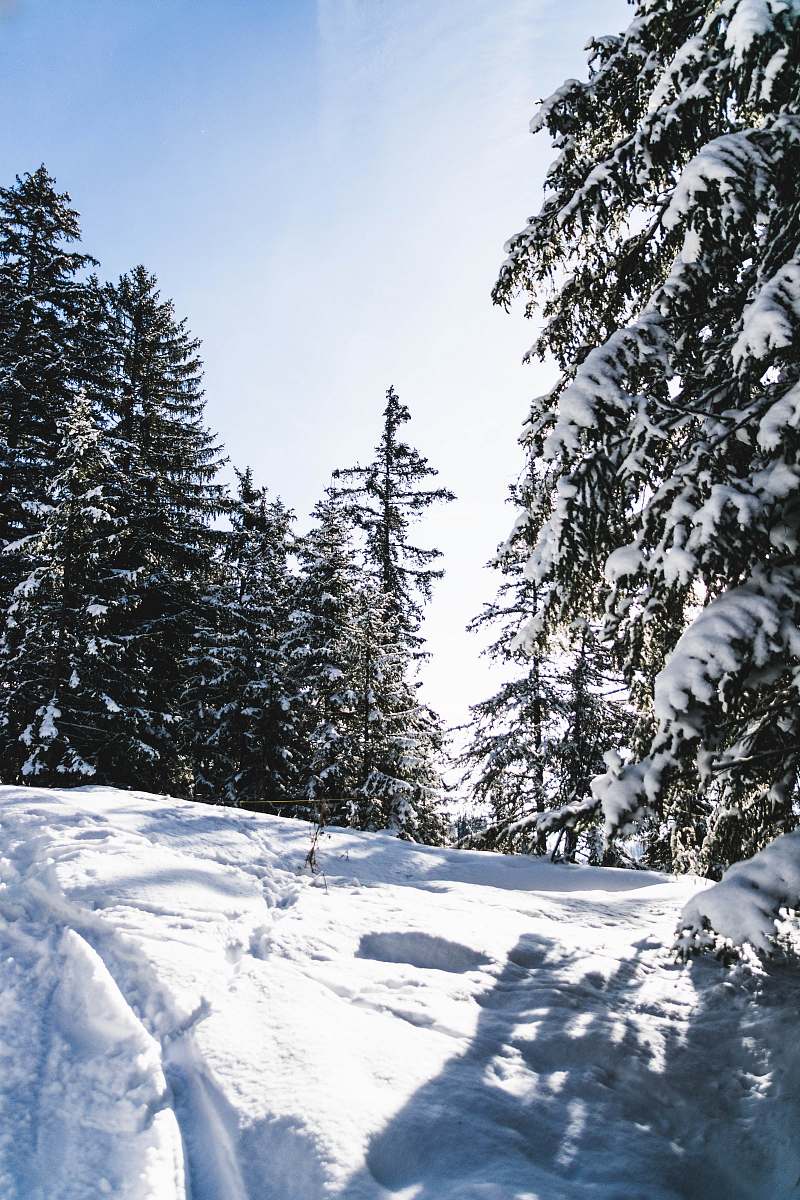 plant green trees during snow abies