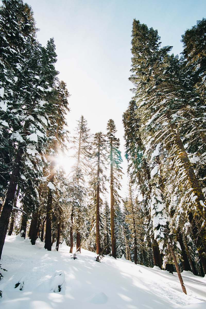 abies green trees on mountain covered snow conifer