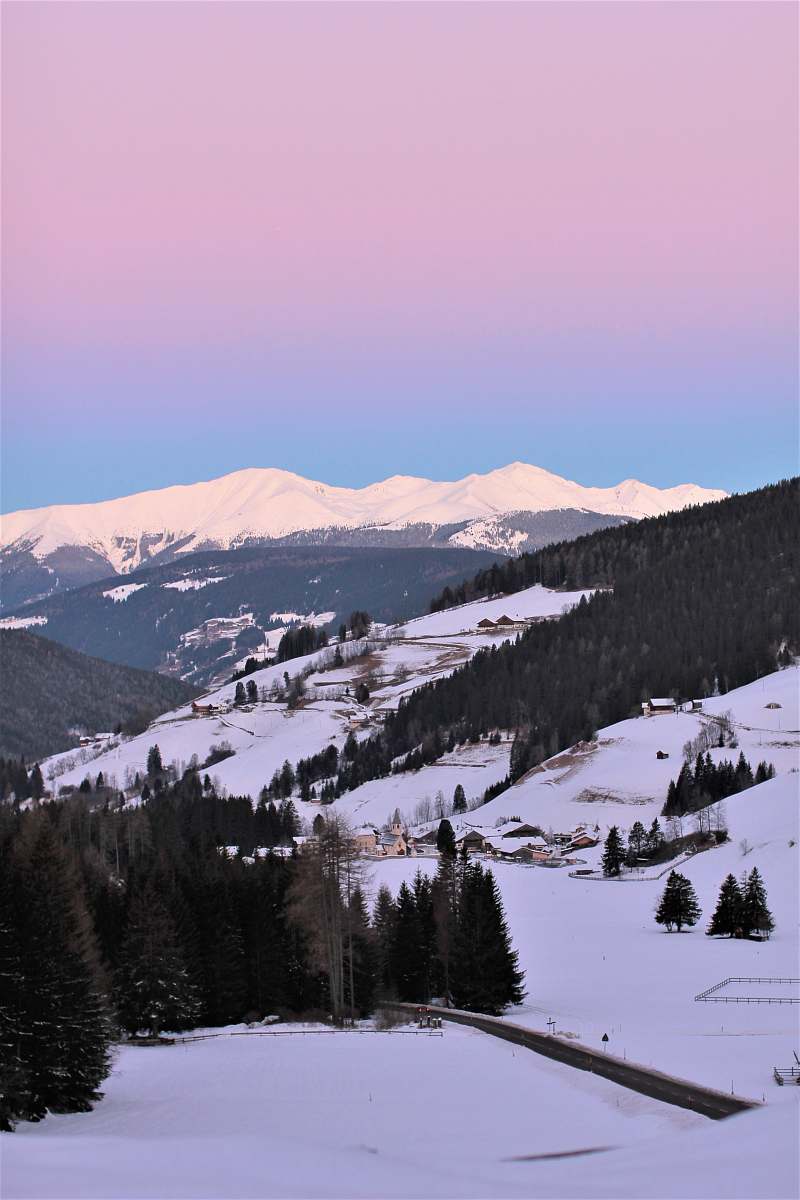 plant green trees on mountain during daytime abies