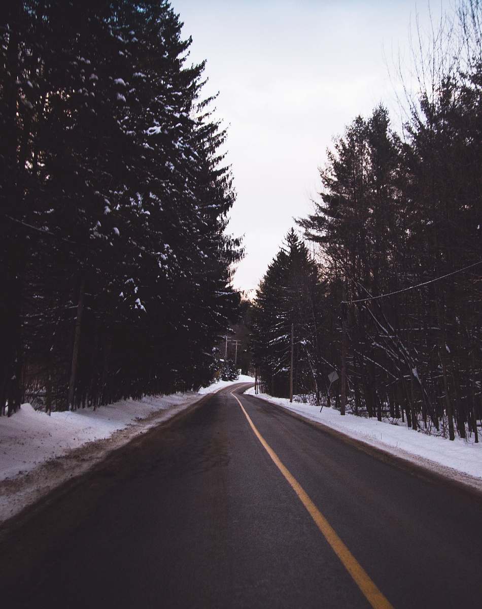 road green trees forest