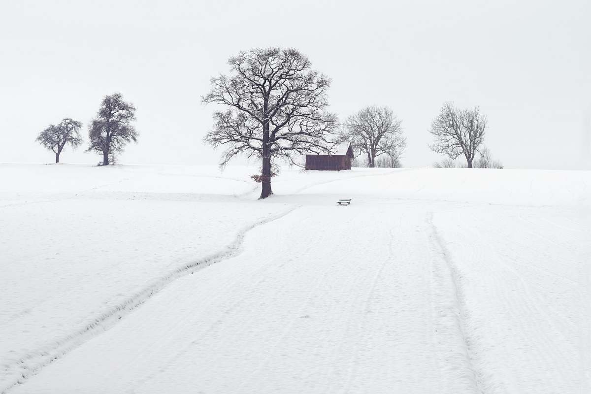 snow house surrounded by withered trees and snow winter