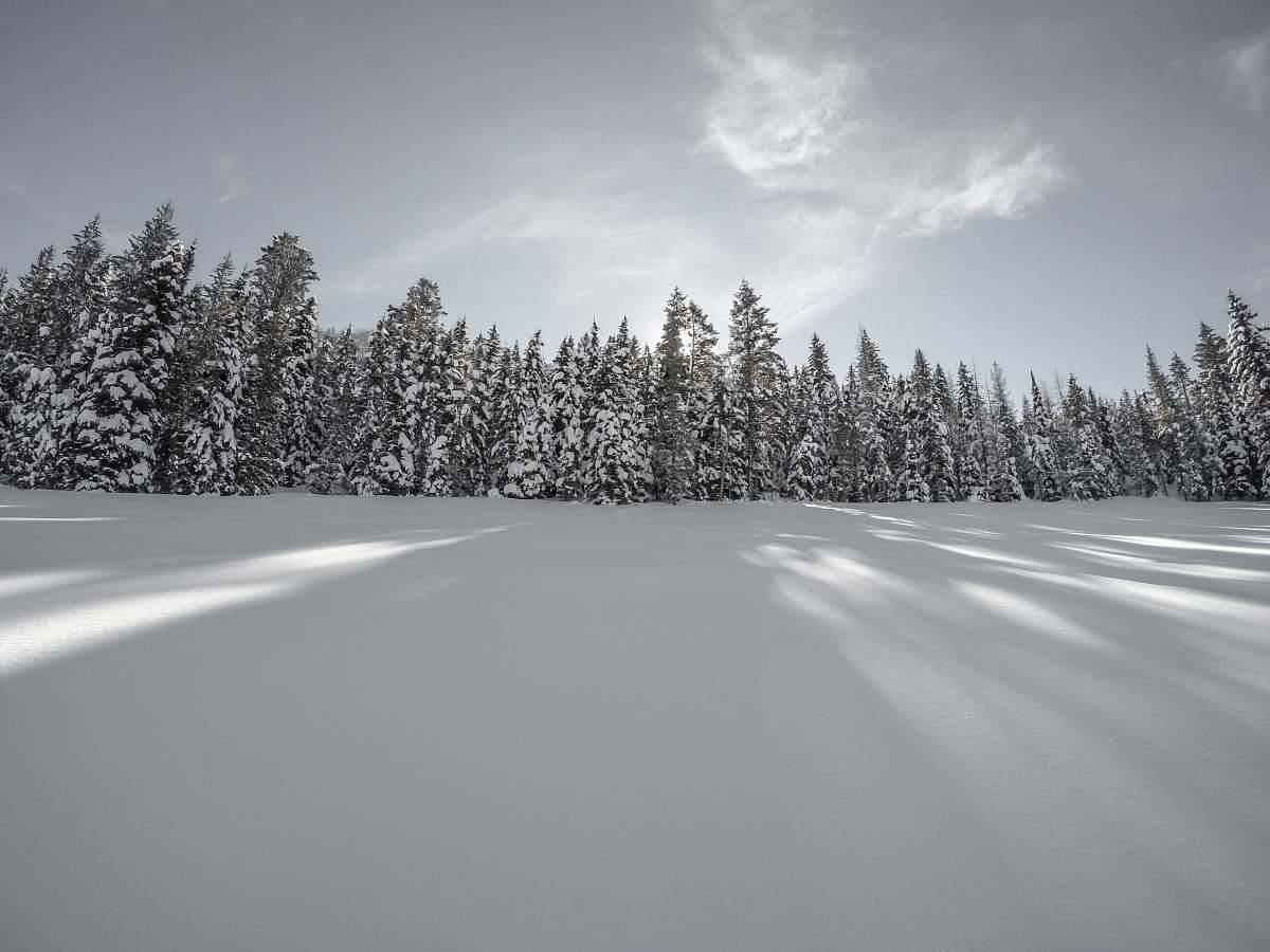 grey landscape photography of pine trees covered in snow snow
