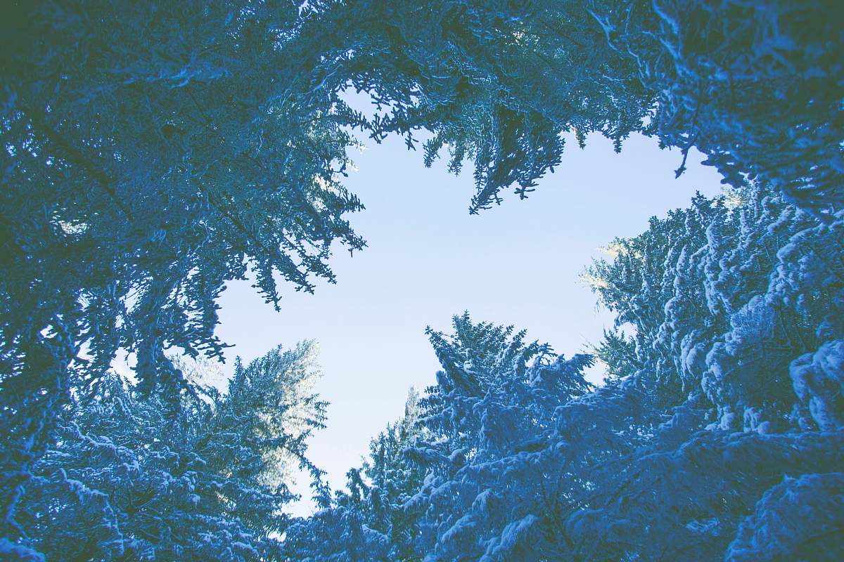 blue low angle photography of green trees at daytime evergreen