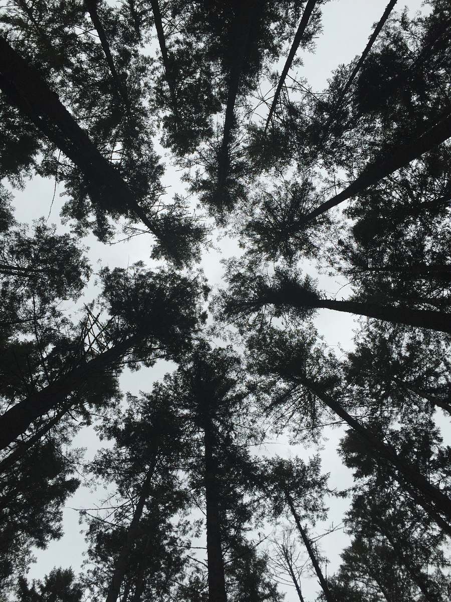 forest low-angle photography of silhouette of trees under gray sky at daytime black