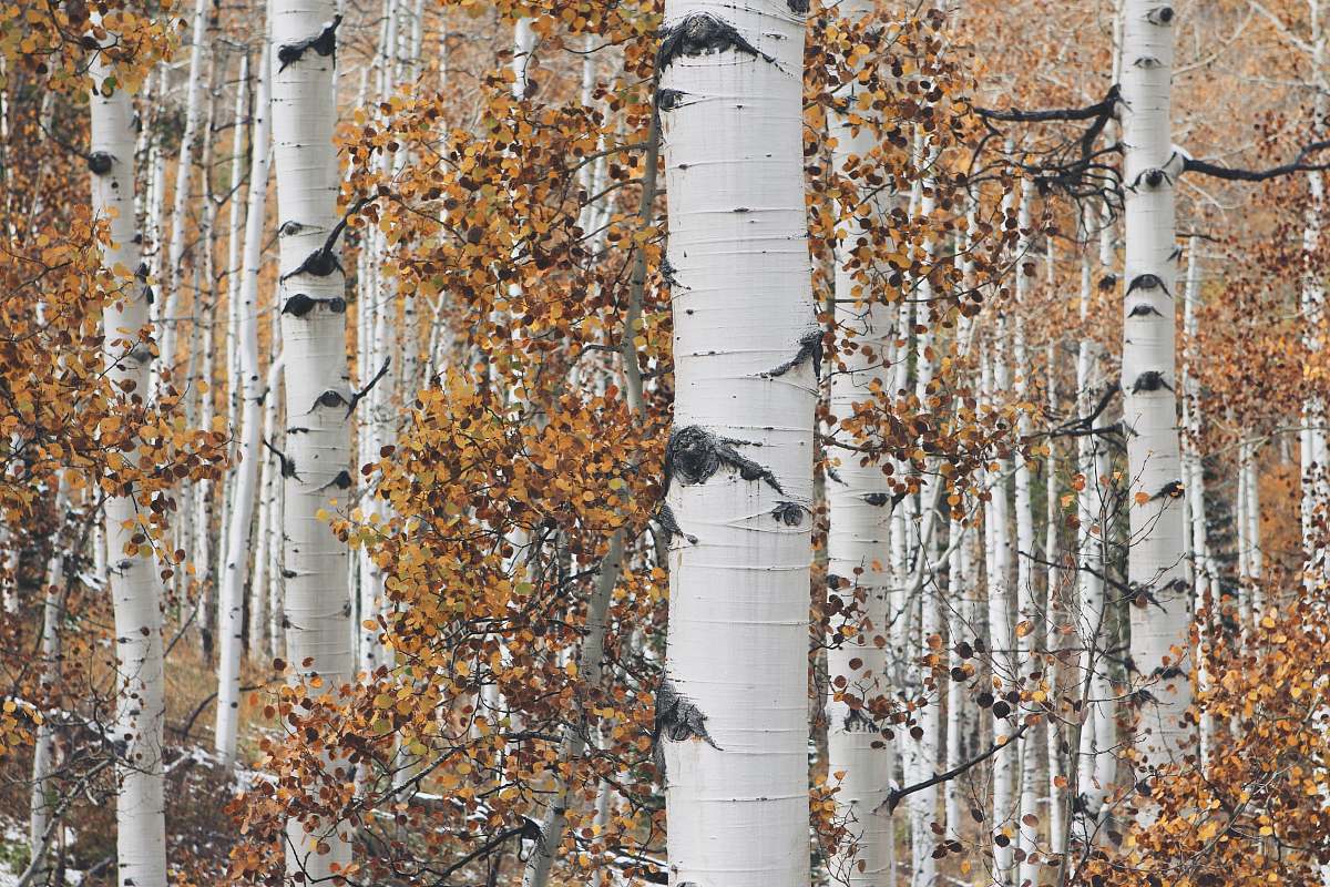 birch orange leafed trees fall