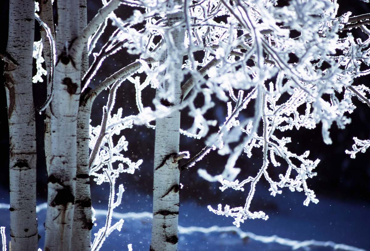 snow photo of snow coated birch trees winter