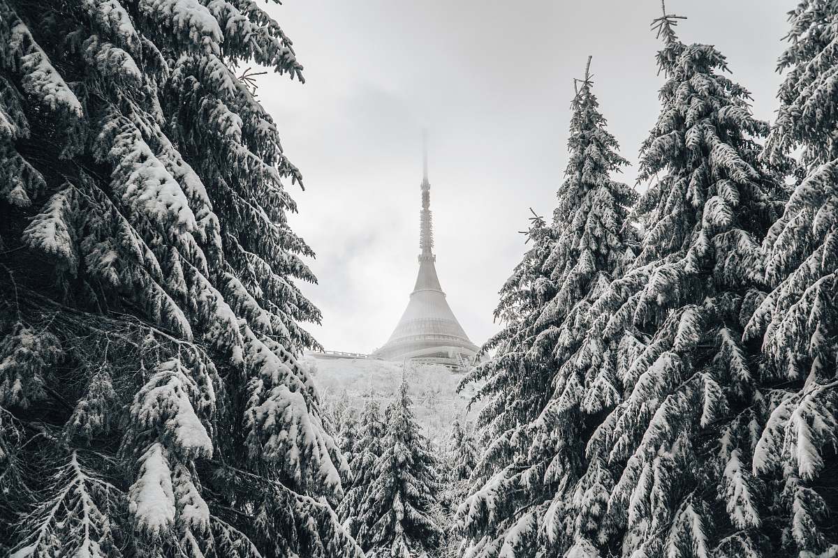 plant photo of snow-covered temple between pine trees abies