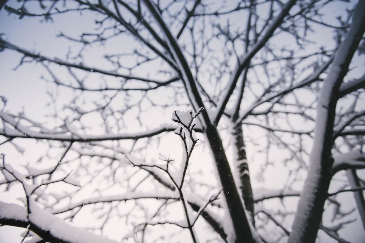 winter selective focus photography of bare tree filled with snow cold