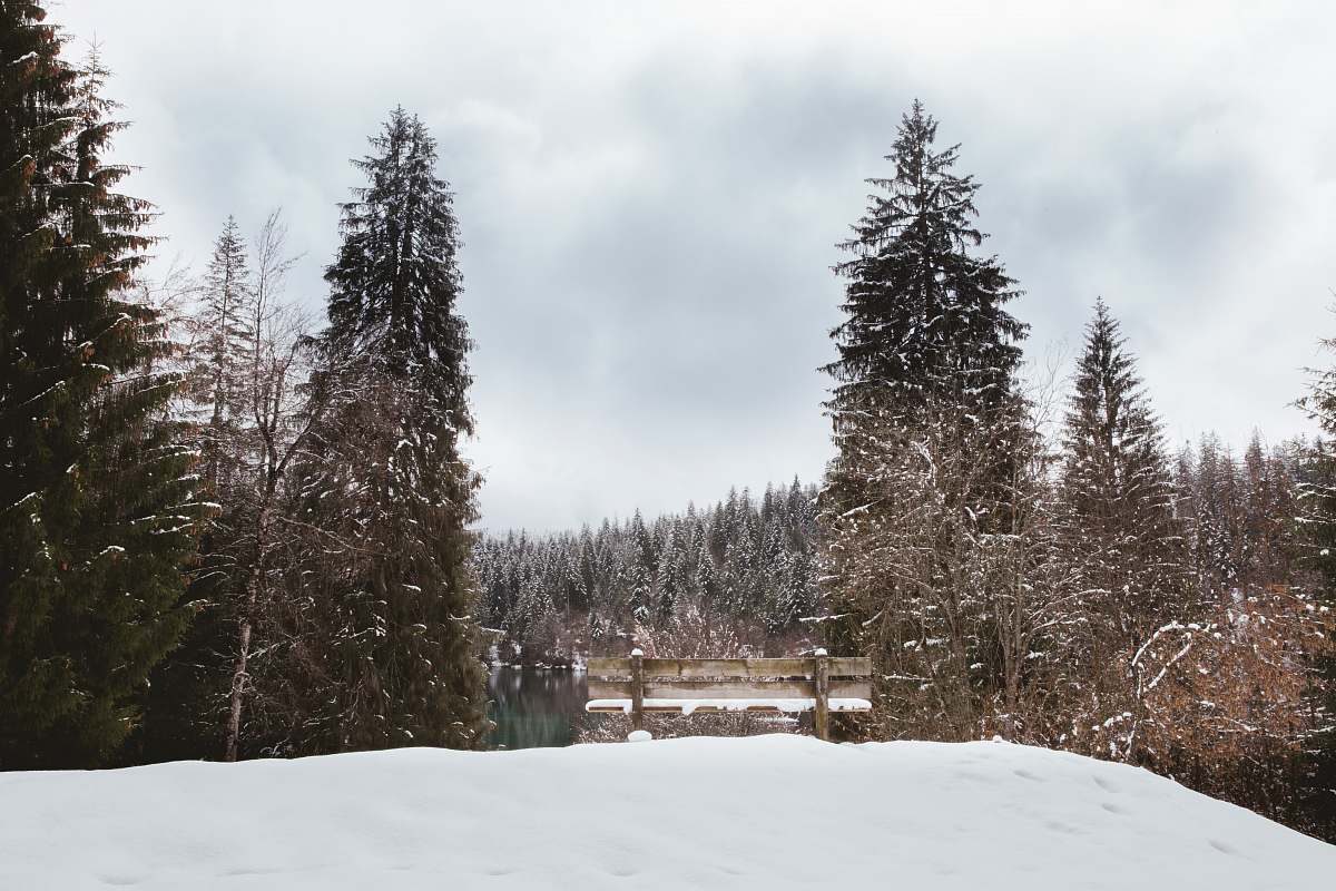 abies snow-covered pine trees fir