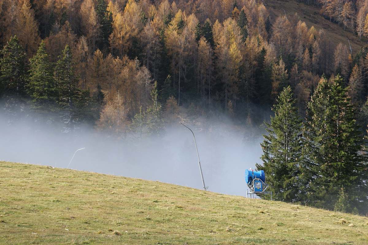 fir tree and grass covered field during day plant