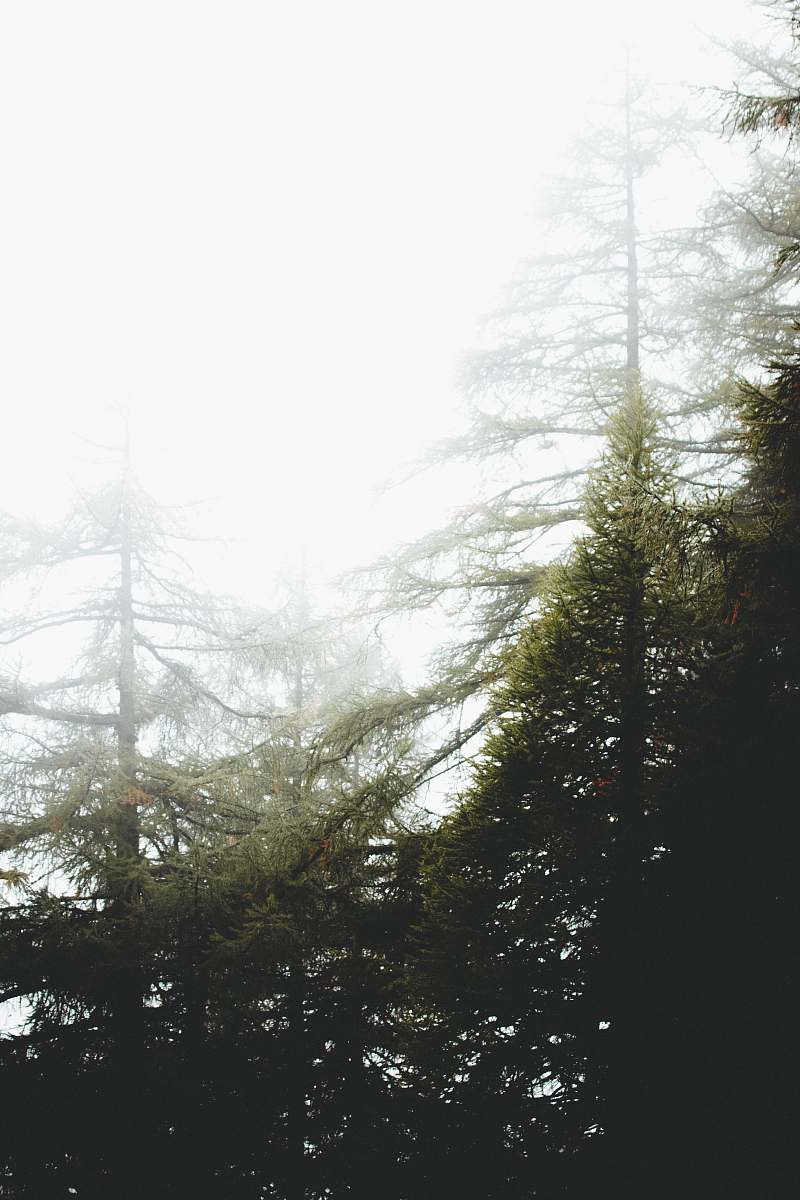 fog tree under white clouds at daytime white
