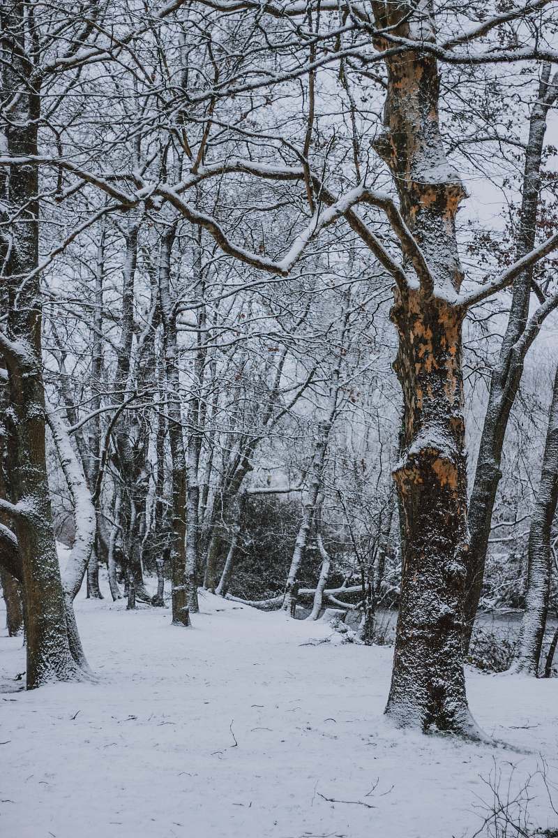 plant trees with snow field nature