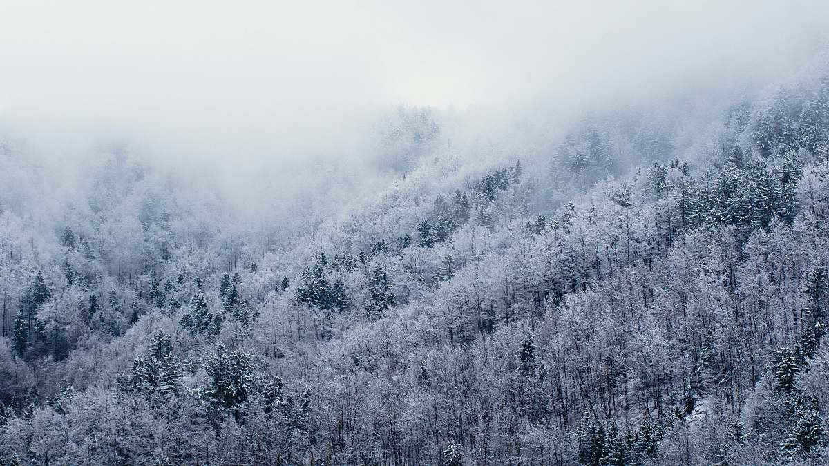 Immerse yourself in the tranquil beauty of a snowy forest where trees adorned with white leaves create a serene winter wonderland. This captivating scene, perfect for nature lovers and seasonal projects, showcases the delicate contrast of soft, fluffy snow against the vibrant white foliage. Ideal for use in winter-themed advertising, holiday greeting cards, or serene home decor, this image evokes a sense of peace and natural elegance.