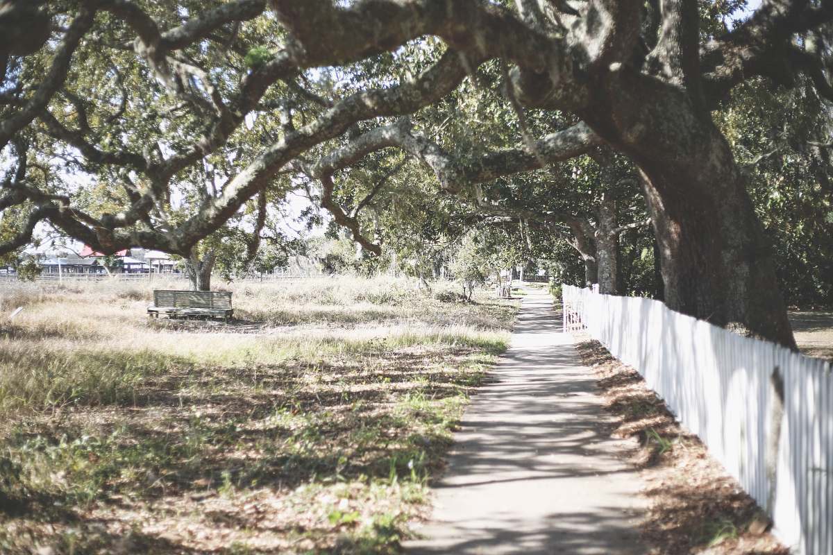 path white wooden fence under green leaf tree bough