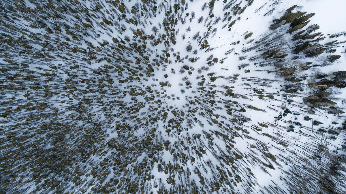 forest aerial photography of tall trees woodland