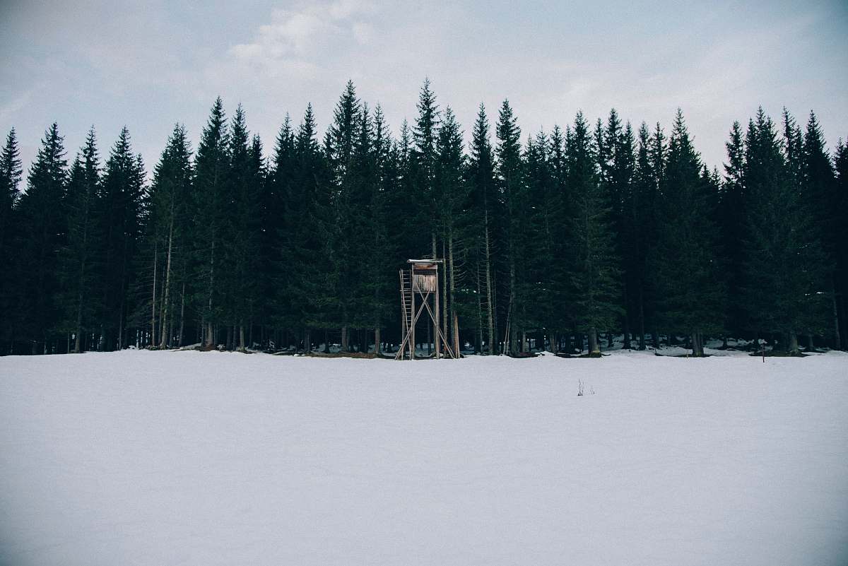 tree watchtower in front of trees nature