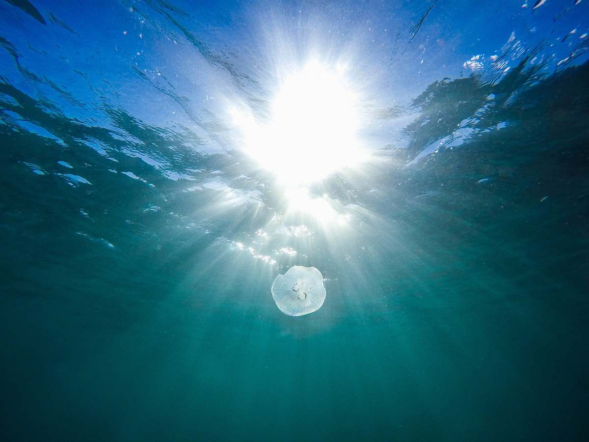 light white jellyfish in body of water australia