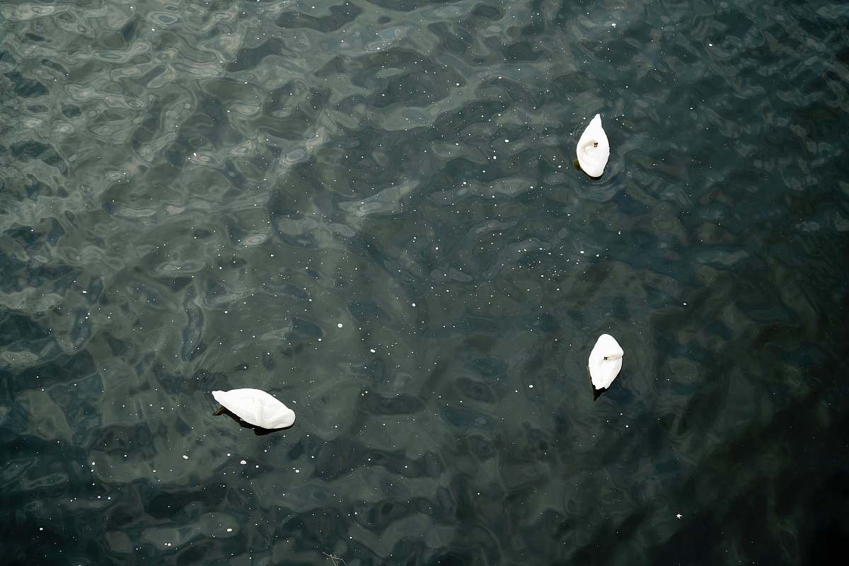 swan A drone shot of three swans floating in a lake grey