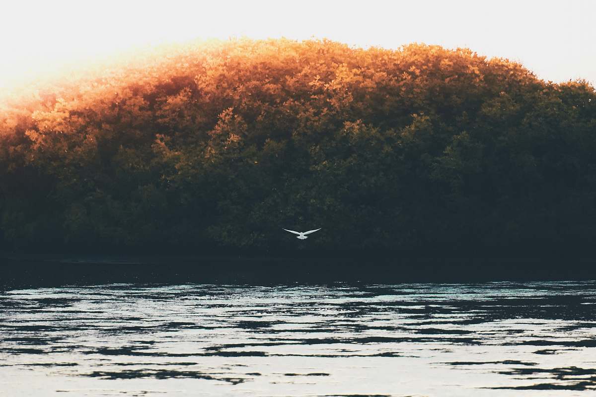 maldives bird flying under the sky lake
