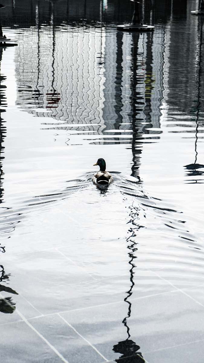 outdoors black and white duck ripple