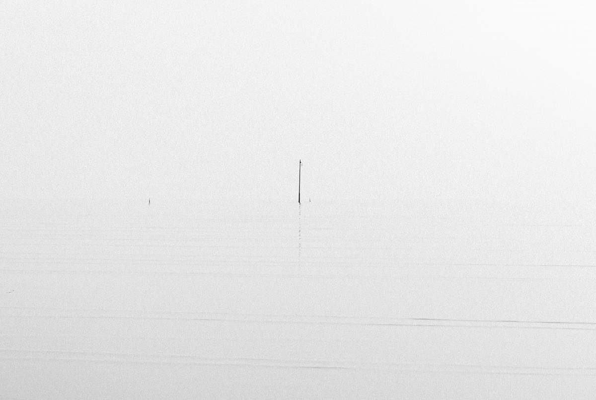 nature  black-and-white