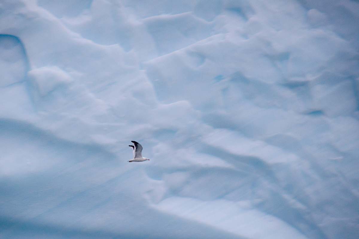 ice aerial photography of flying gull at daytime glacier