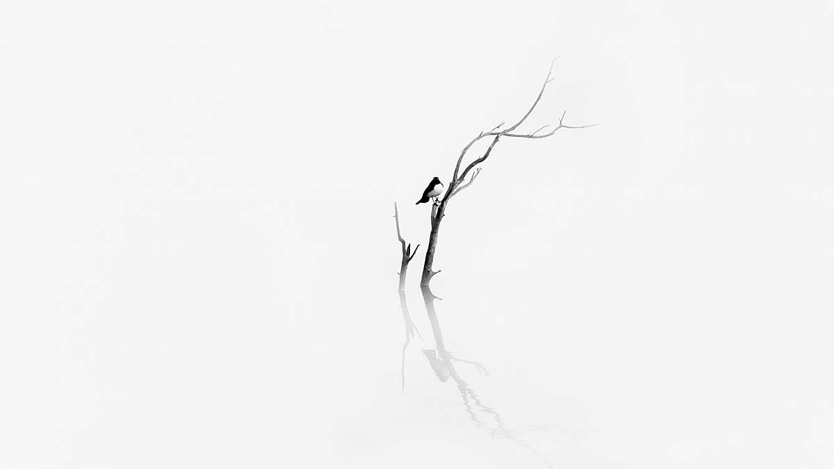 black-and-white bird on bare tree art 80 norseman rd