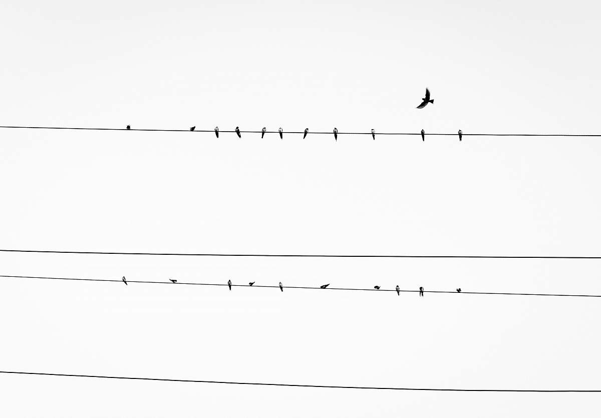 black-and-white birds resting on power line birds