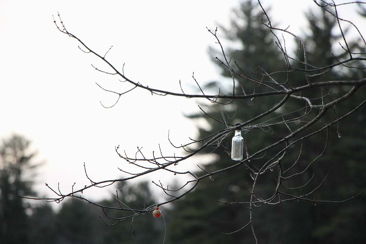 glass clear glass bottle hanging on tree wig during daytime bottle