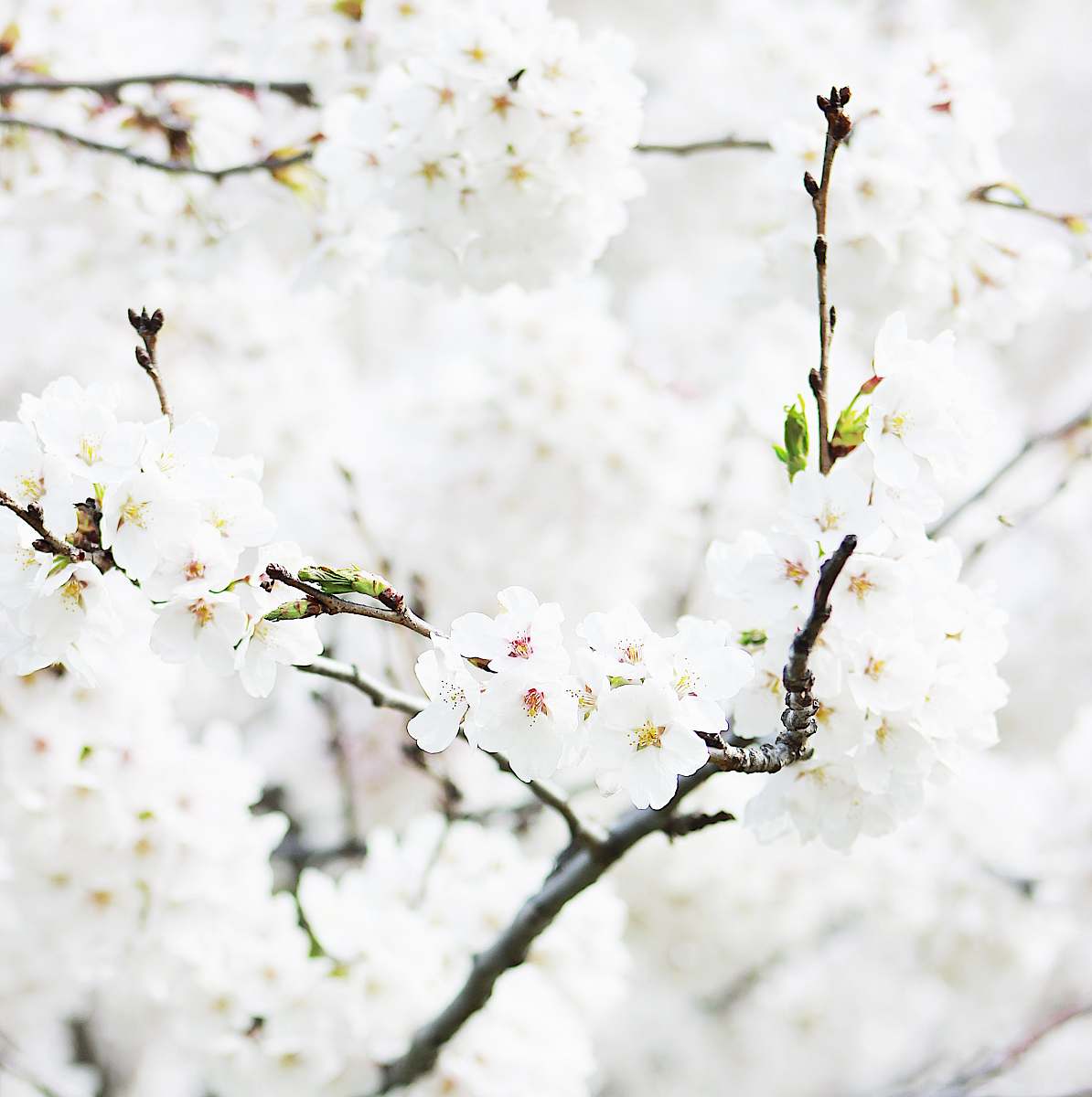 flower closeup photography of white flowering tree blossom