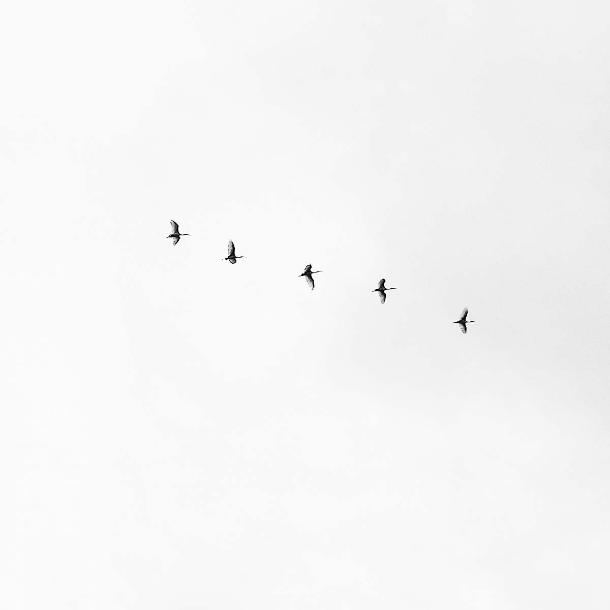 black-and-white five black bird flying on sky flying