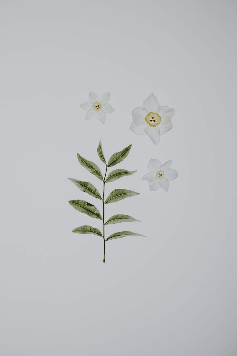 plant flat lay photography of white flowers and leaves leaf