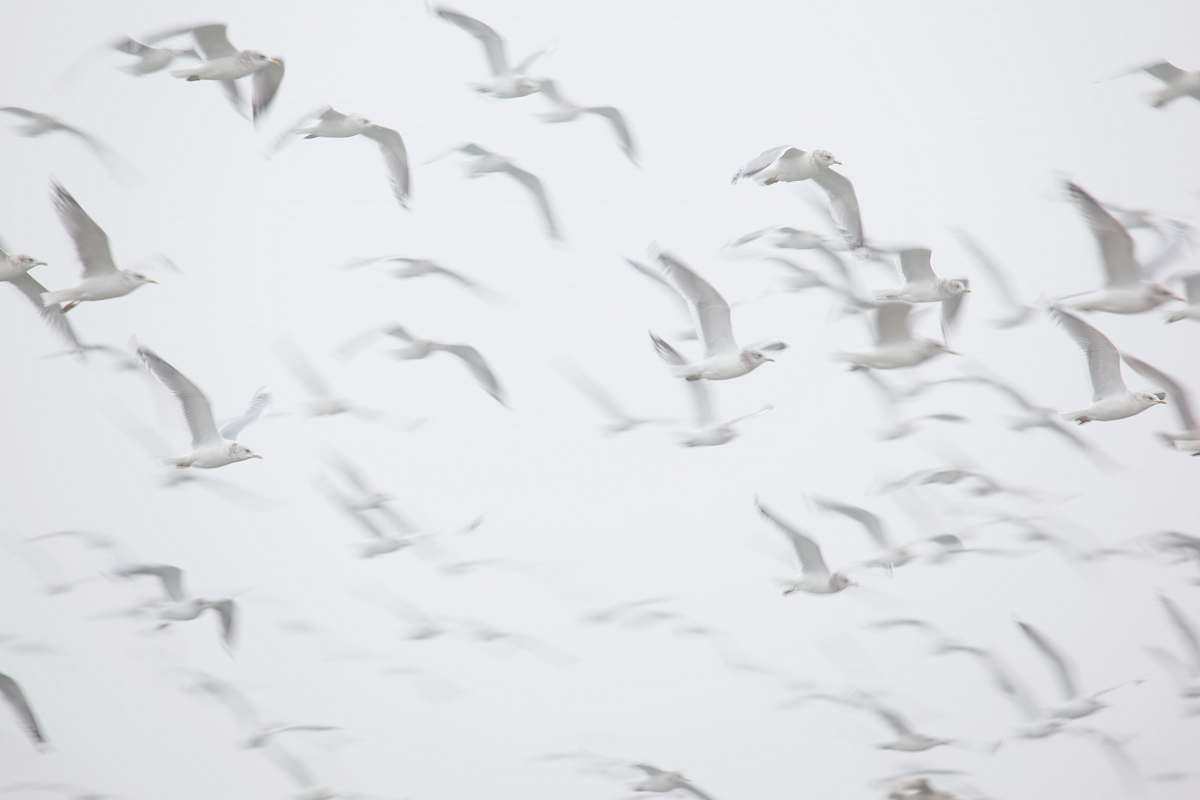 bird flight of birds seagull