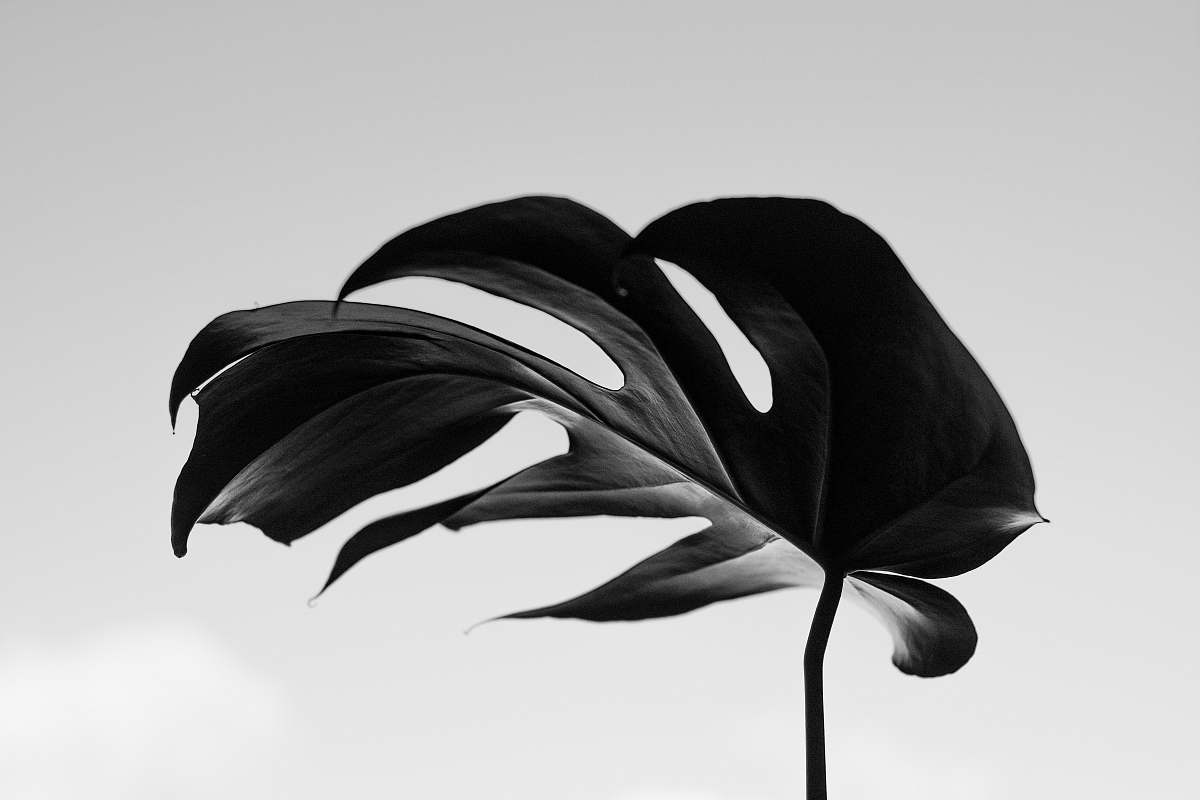 black-and-white grayscale photography of swisscheese leaf black