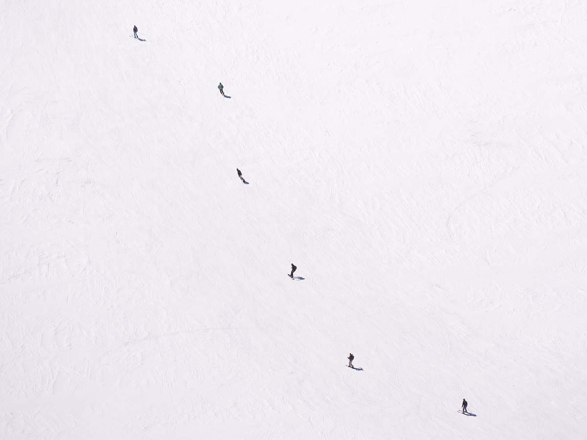 bird low angle photography of flock of flying birds animal
